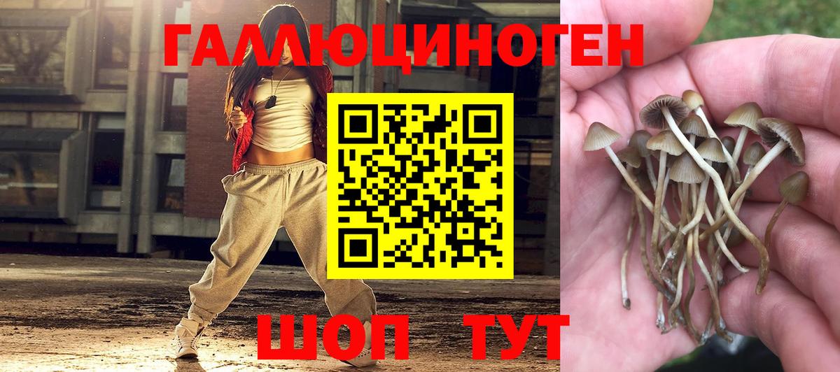 Псилоцибиновые грибы GOLDEN TEACHER Дмитров